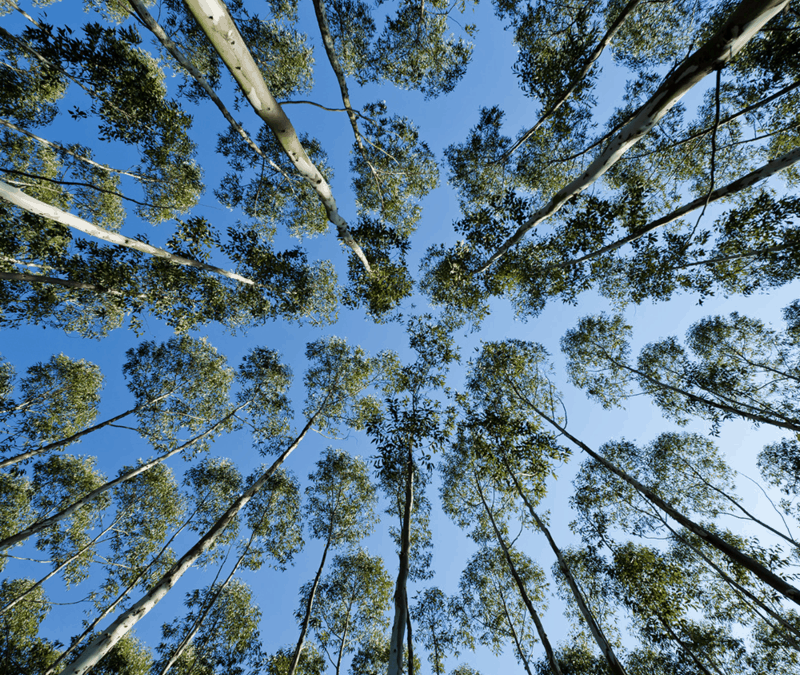 Eucalyptus trees.001 800x
